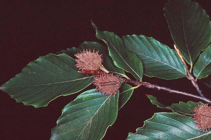 Buk lesní (Fagus sylvatica) Bukovité (Fagaceae) Fagus sylvatica listy téměř celokrajné, na