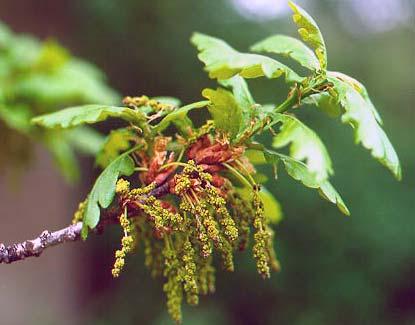Dub letní (Quercus robur) Bukovité (Fagaceae) listy