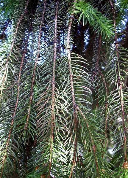 Smrk ztepilý (Picea abies)