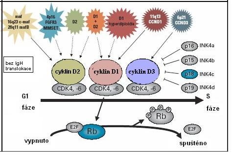 popsán mechanismus deregulace tohoto cyklinu (Bergsagel a Kuehl, 2005, Chng et al., 2008). Mechanismus deregulace cyklinů D a jejich interakce s CDK inhibitory jsou znázorněny na obrázku 7.