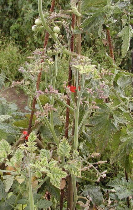 Plody rajčete pomalu zrají, zasychají, u mladších plodů se objevují nekrotické skvrny a maloplodost (Navrátil, Fialová, 2008). Dále se plody špatně vybarvují a jsou bez chuti. Stopky plodů jsou tenké.