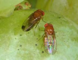 V horní polovině přední části křídel (při roztažení křídel) a v jejich koncové části přechází rezavé zbarvení do tmavě hnědé až černohnědé. j) Octomilka japonská (Drosophila suzukii) D.