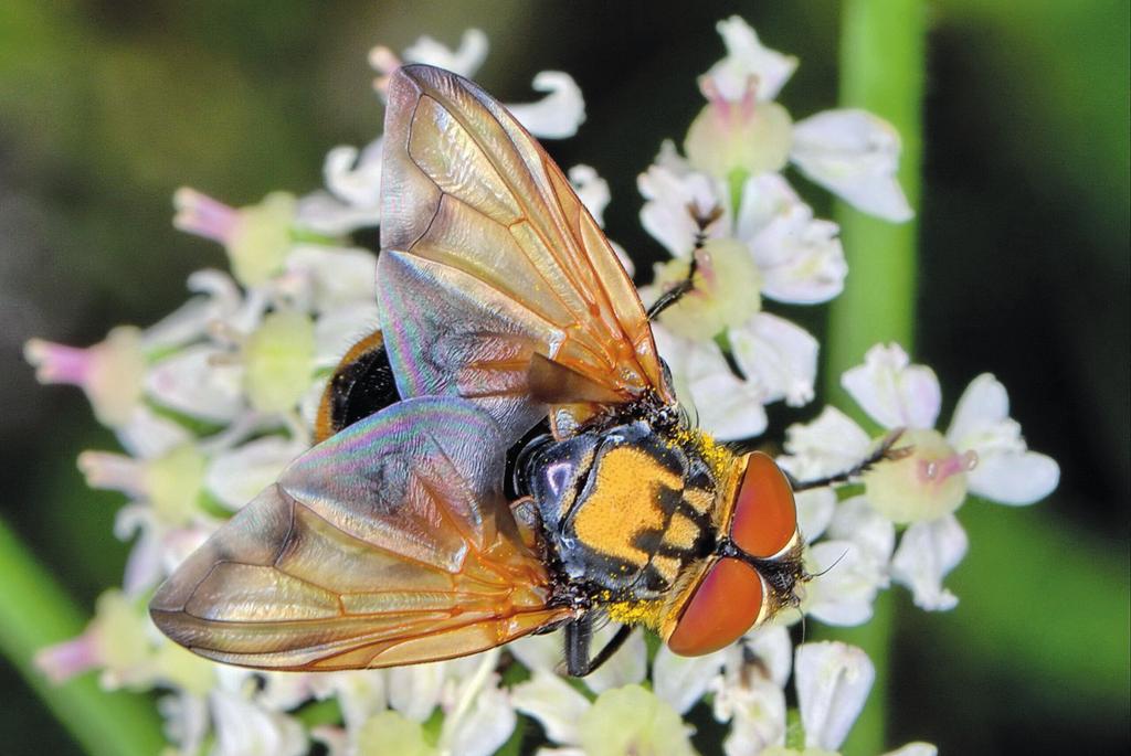 LUTOVINOVAS et al.: KUKLICOVITÍ (DIPTERA, TACHINIDAE) ČESKÉ ČÁSTI KRKONOŠ 189 Obr. 1. Hbitěnka (Phasia aurigera) z lokality Horní Mísečky. Foto J. Vaněk. Fig. 1. Phasia aurigera from Horní Mísečky.