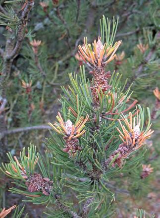 skutečný stav u tohoto škůdce. Výskyt lesnicky méně významných korovnic na smrku (Sacchiphanthes spp.) nebyl v roce 2018 rovněž hlášen, podobně jako v roce předcházejícím.