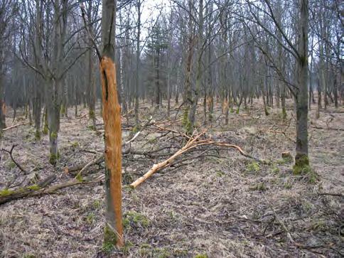 2019 Zpravodaj ochrany lesa. Supplementum Obr. 39: Evidovaný výskyt hlodavců v lesních kulturách od roku 1990 Recorded occurrence of rodents in forest plantations since 1990 7 6 5 4 tis.