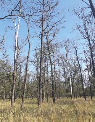 roce 2018 Recorded volume of spruce wood infested