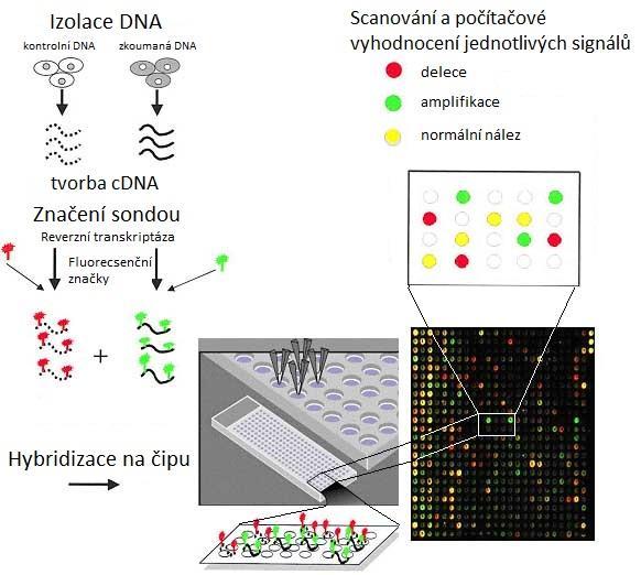 Metoda je založená na současné hybridizaci rozdílně značené celogenomové DNA získané z nádorových buněk a kontrolní DNA na čip, na kterém se jednotlivé fragmenty vážou na sekvence (nebo BAC klony)