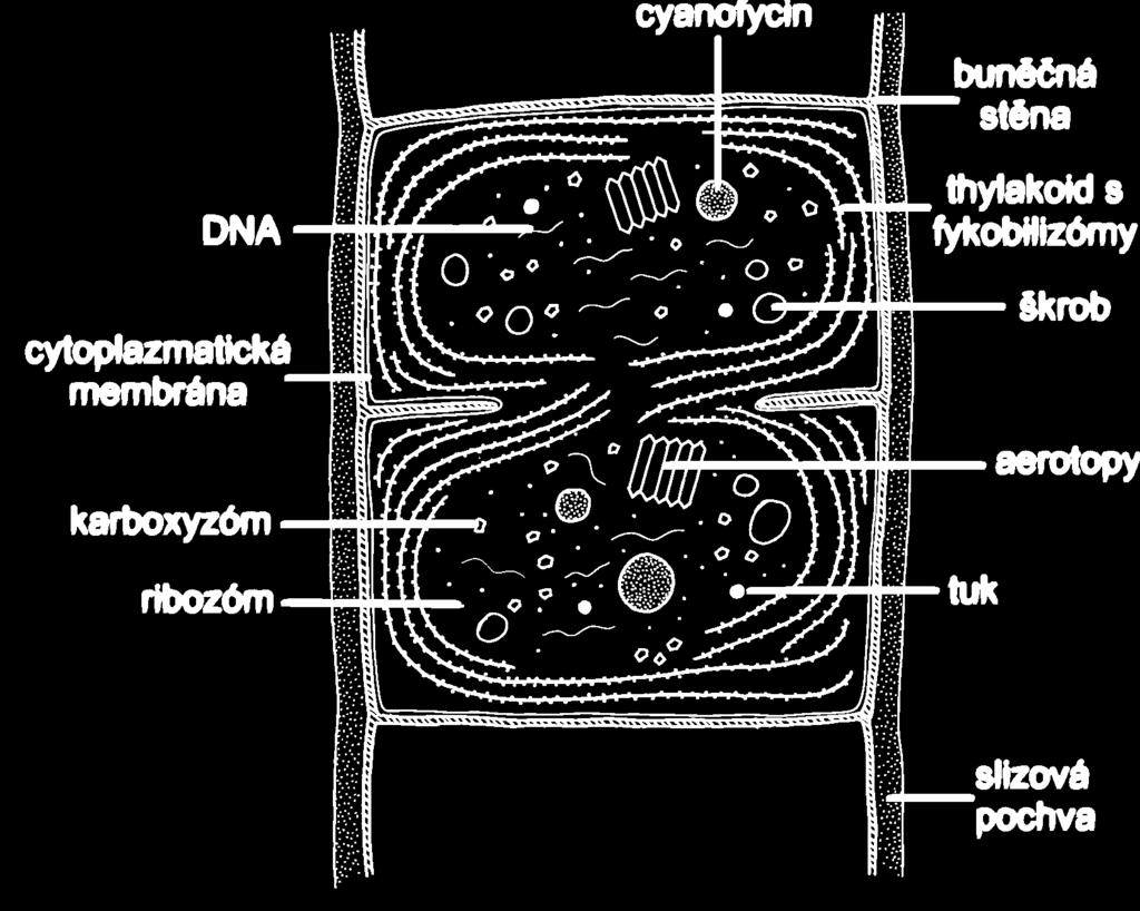prokaryotické organismy (jednodušší stavba buňky)