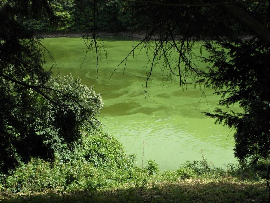 eutrofní jezero = trofie obsah živin ve vodě