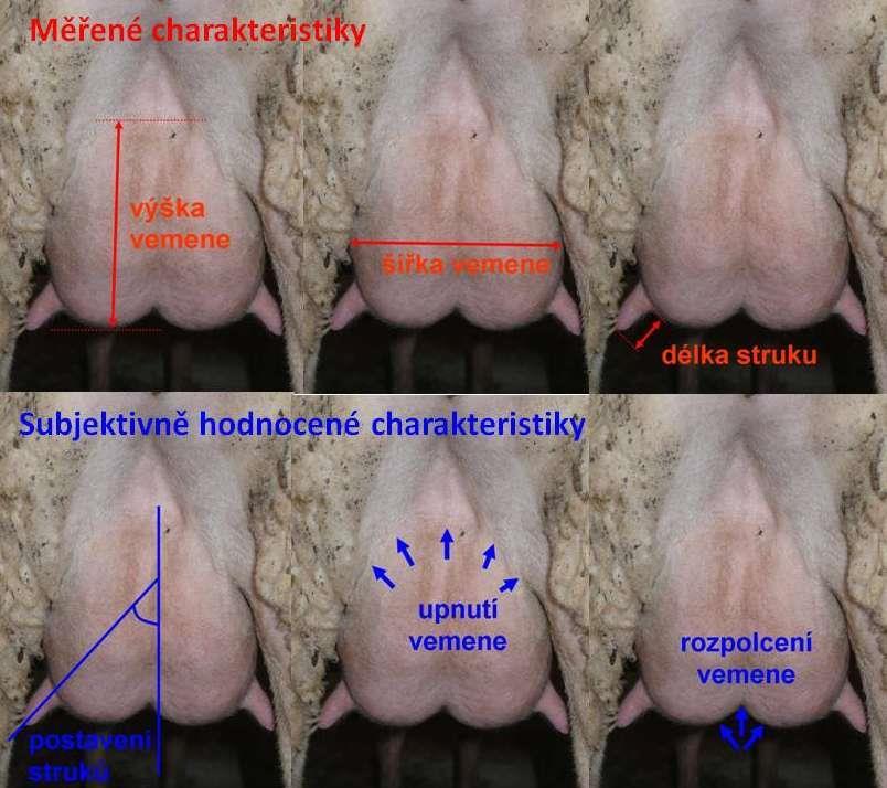 System of udder measurements and assessments Trait Symmetry of udder Udder height Udder width Teats length Teats position Rear udder