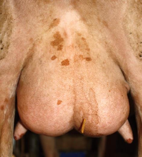Udder