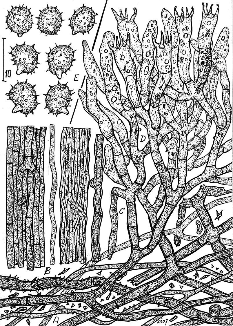 Obr. 1. Tomentella caesiocinerea vatička modrošedá (Česká republika, Koda u Srbska, Quercus, 19.X.1952 leg. Z. Pouzar, PRM 894972 a 162722).