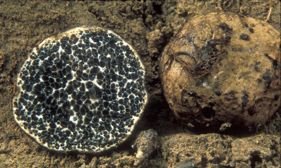 10) Černoušek obojetný Melanogaster ambiguus.