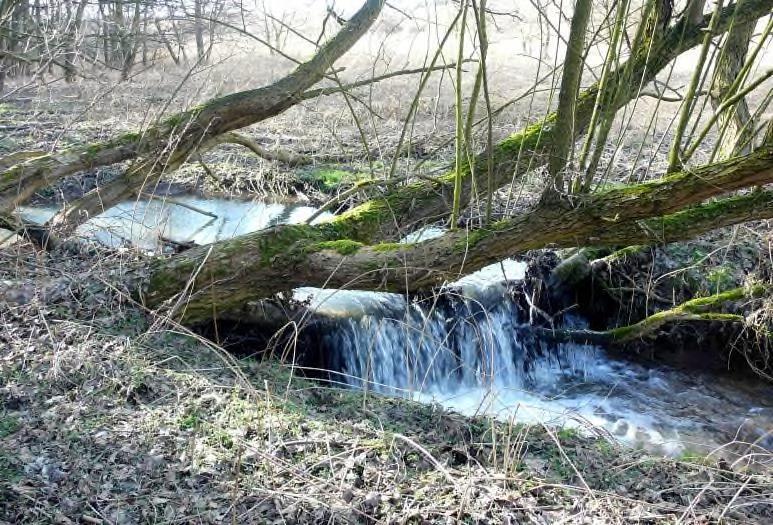 Zřejmě efektivnější bude ponechat tento úsek dalšímu samovolnému vývoji, podporovanému drobnějšími, převážně neinvestičními opatřeními, než provádět nákladnou revitalizaci. Obr.