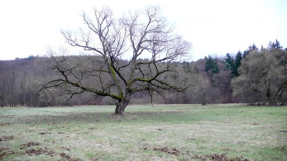 3.10 Součástí péče o vodní tok je péče o nivu Zatím se správci spíš brání nabírání dalších závazků mimo vlastní koryta toků. Tento přístup má sice dobře pochopitelné důvody, ale není perspektivní.