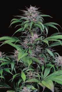 , která podniká jako Spannabis - největší akce konopného průmyslu v Evropské