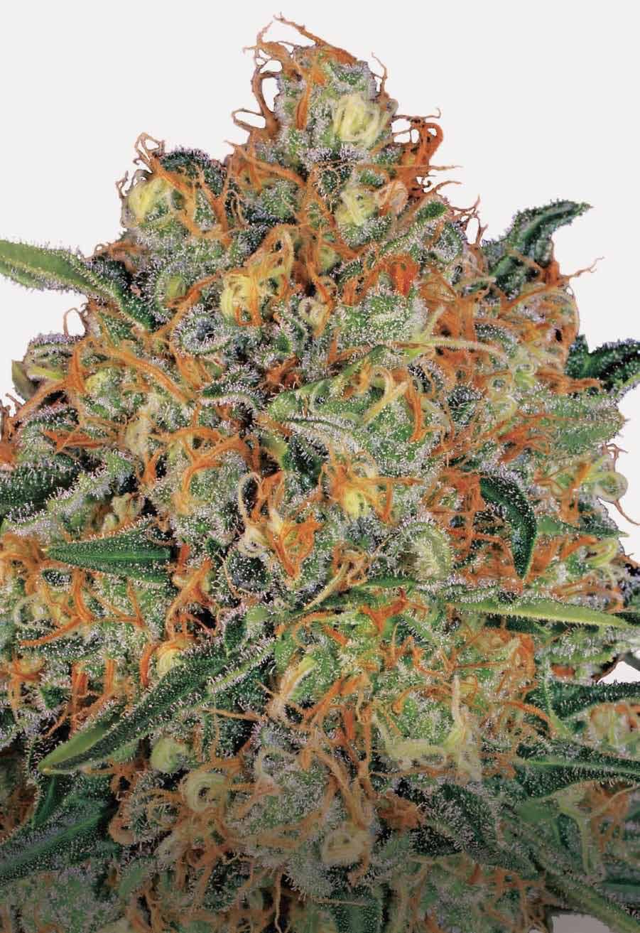 ORANGE SHERBERT