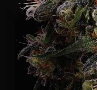 people on to pot than Cheech and Chong.