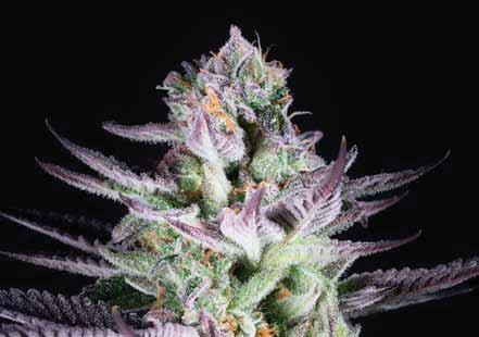 6 SEED BANKY OCEAN GROW COOKIES A BLUEBERRY COOKIES Navštívili jsme