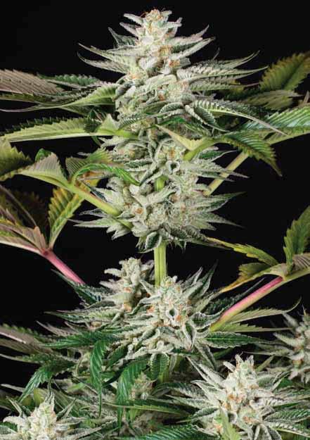 Searcher RODINA COOKIES VÝBĚR RODIČŮ: OVĚŘENÍ A TESTY OCEAN GROW