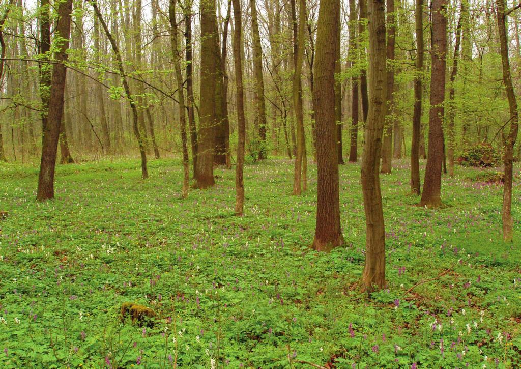 Vegetace_Vegetace 11.10.13 10:14 Stránka 214 Mezofilní a vlhké opadavé listnaté lesy (Carpino-Fagetea) Obr. 88. Ficario vernae-ulmetum campestris.