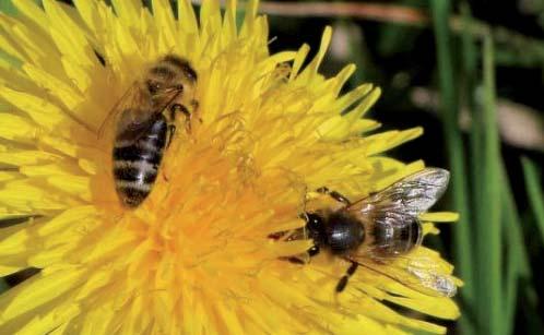 7 Jak pomoci vèelám? Hlavní význam včel spočívá v opylování rostlin. Med, vosk, propolis a další včelí produkty jsou jen příjemným bonusem.