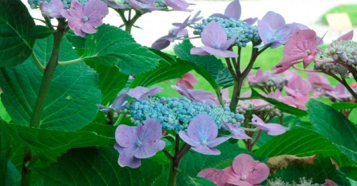 Odborná činnost 3 Sargentova (Hydrangea sargentiana) a hortenzie zákrovnaté (Hydrangea involucrata).