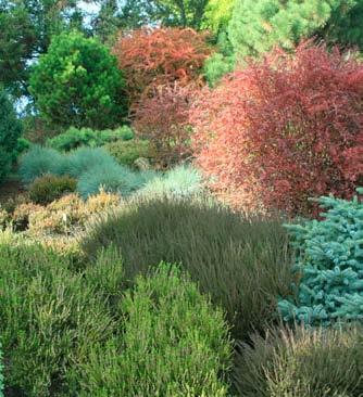 Dalším zajímavým přírůstkem do sbírky je olše červená (Alnus rubra) pocházející ze Severní Ameriky.