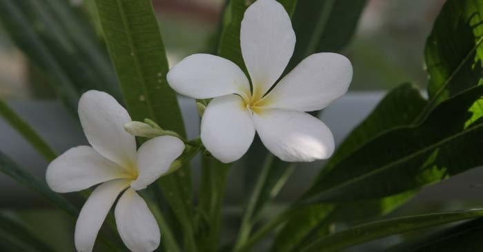 Odborná činnost 3 Poprvé, 12 let po výsevu, vykvetla Plumeria rubra s