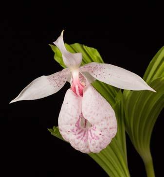 Odborná činnost 3 Za zmínku stojí také sbírky teplomilnějších zemních orchidejí, pro které zatím nemáme vytvořené vhodné expoziční plochy.