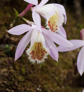 Tento druh je zástupcem nevšední podčeledi orchidejí, Apostasioideae.