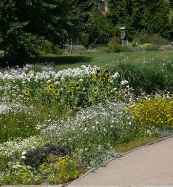 Odborná činnost 3 Fleuroselect (50 taxonů), pařížské kopretiny Argyranthemum (15 taxonů) a samozřejmě pelargonie (200 taxonů).