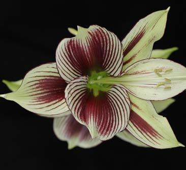 Rašící trávy v trávovišti u jižního vchodu budou od příštího jara zpestřovat nápadné květy řebčíků (Fritillaria) a česneků (Allium).