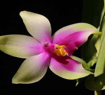 Odborná činnost 3 k největším v rodu. Sbírka orchidejí v současné době obsahuje přibližně 1 800 druhů orchidejí po jednom nebo několika kusech a několik zajímavě kvetoucích kultivarů.