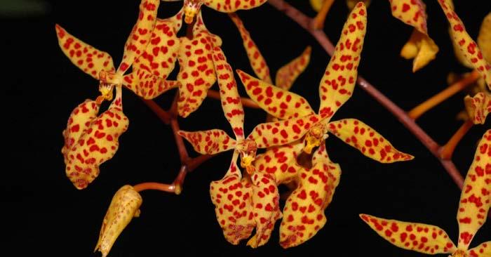 Jako každý rok v březnu proběhla populární výstava orchidejí, která představuje nejen botanické druhy orchidejí, ale i množství hybridů a odrůd, které si návštěvníci mohou i zakoupit.
