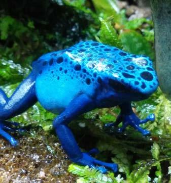 Do skleníku jsme také začali vypouštět barevné suchozemské žáby pralesničky rodů Dendrobates a