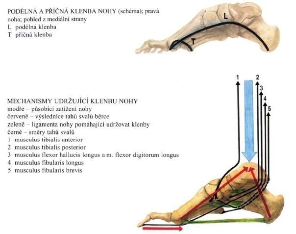 Obr. 3 Podélná a příčná klenba zdroj: https://is.muni.cz/do/fsps/elearning/zaklady_anatomie/zakl_anatomie_i/pages/klenba_nozni.html 2.3.1.