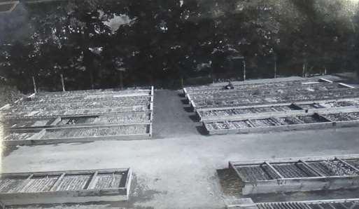 zásobní zahrada (Šindelář, Sochorová 2005; Šindelář, Sochorová 2004). V současné době se zde nachází výrobní družstvo Elektro a nespadá do pozemků Bečovské botanické zahrady. Obr.