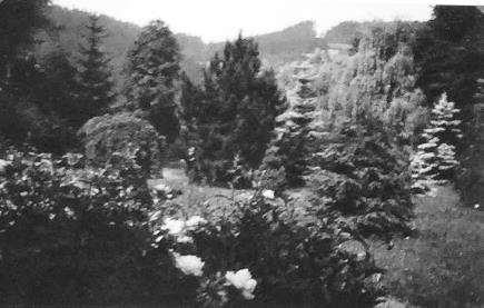 6 Vnitřní část tzv. Ziergarten s koniferami a expozicí bylinných pivoněk. Zdroj: Album fotografií zámecké zahrady a alpina cca z let 1906 1938 (Licht-Bilder H.