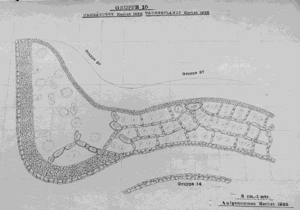 Obr. 33 Zákres skupiny 15 zpracovaný J. Koditkem se zachyceným aktuálním stavem alpina. Zdroj: Skizzen, Balík č. 7, Rodinný archiv Beaufort-Spontin, Bečov, 1244 1944, SOA Plzeň, pracoviště Klášter.