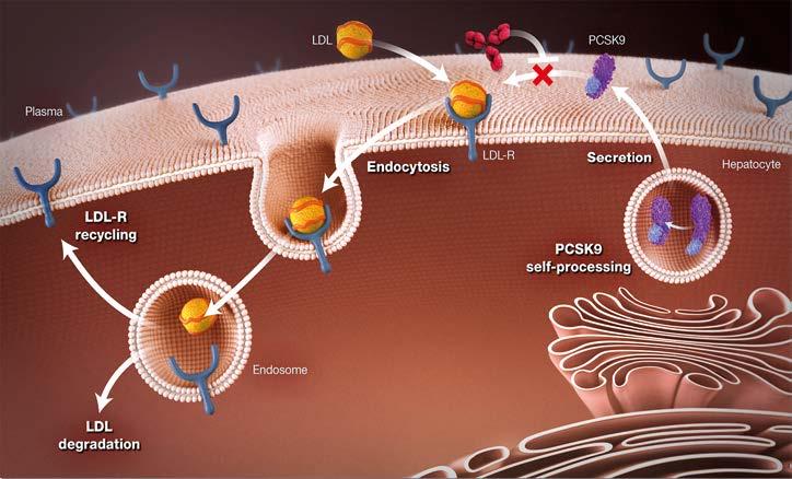 Úvod Právě dnes existuje několik důvodů, proč si souhrnně připomenout lipidové, ale především KV účinky PCSK9-inhibitorů i jejich bezpečnostní profil.