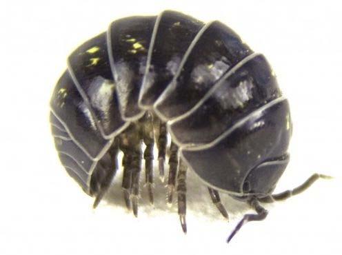 UNIVERZITA PALACKÉHO V