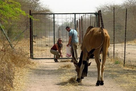 Pro mezioborové přesuny nejlépe poslouží kaad, avšak lze si vystačit i s granulemi a arašídovou slámou. Dalším krokem byl plánovaný příjezd veterináře Jiřího Váhaly ze Safari Parku Dvůr Králové.