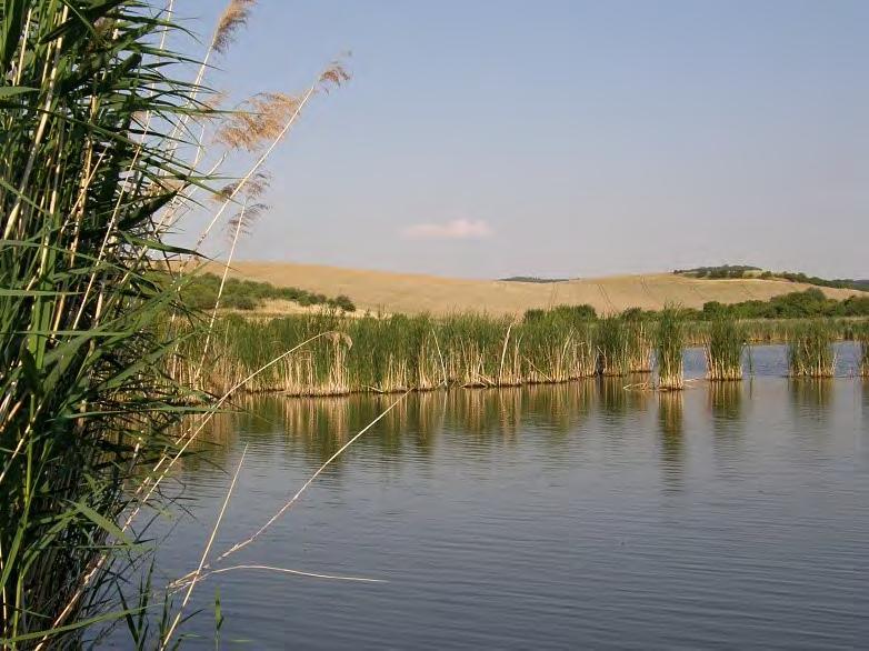 Čisté rákosiny jsou dále od břehu nahrazeny rozvolněnými porosty Typha angustifolia (Typhetum angustifoliae). Foto V. Joza. Fig. 10.