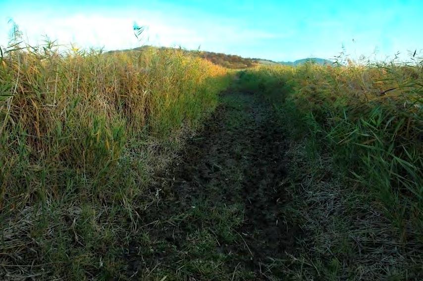 One of the stands mown in the long term near northern shore of the Dobroměřický fishpond.