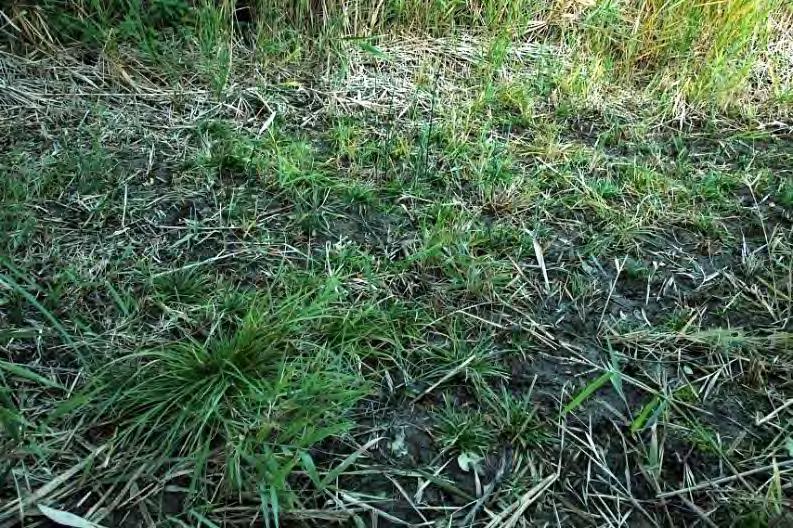 Obr. 15. Slanomilná vegetace je vzhledem k rozloze rybníka poměrně vzácná, vhodným managementem lze její rozsah poměrně snadno podpořit a rozšířit.