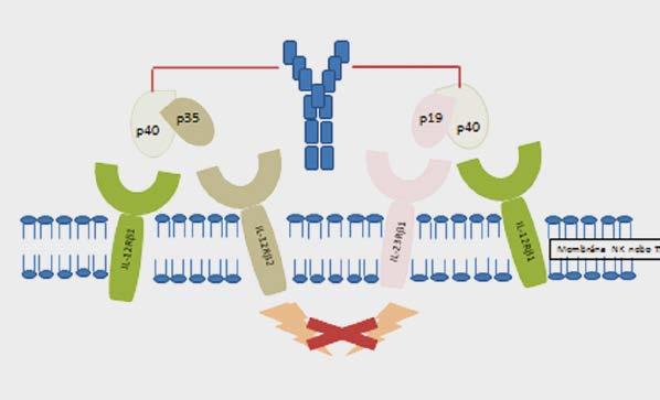 UstekinUmab v terapii psoriatické artritidy Obr. 1. Ustekinumab mechanizmus účinku.