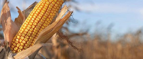 INSEMINACE KVĚTEN 2019 PŘEŠTICKÉ ČERNOSTRAKATÉ