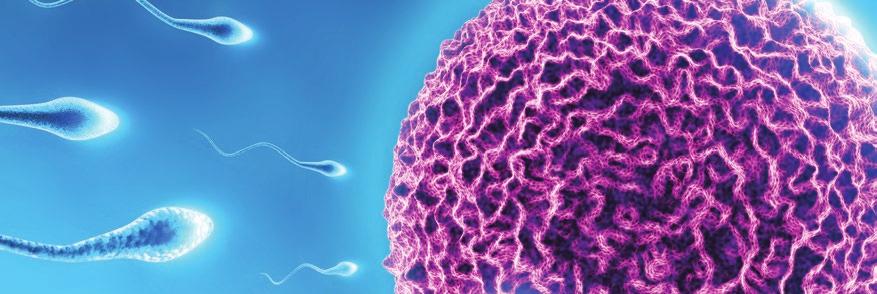 INSEMINACE 04:00 Út