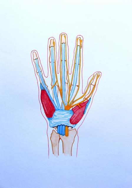 4.5 Onemocnění pohybového aparátu nejčastější diagnózy 4.5.1 Neuropatie 4.5.1.1 Syndrom karpálního tunelu Anatomicky - jde o útlak n.